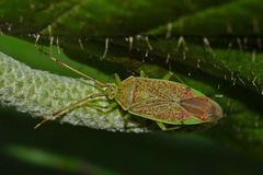 Pantilius tunicatus