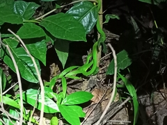 Trimeresurus erythrurus