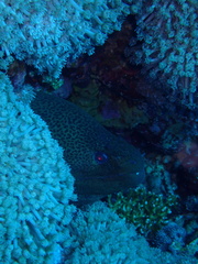 Gymnothorax javanicus