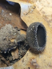 Helvella