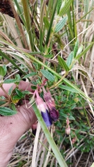 Brachyotum strigosum