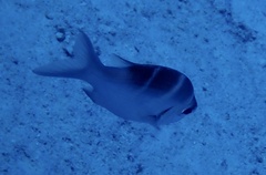 Monotaxis grandoculis