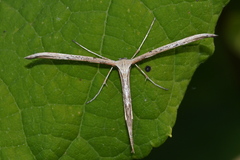 Emmelina