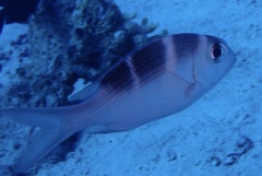 Monotaxis grandoculis