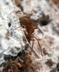 Theridiidae