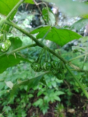 Solanum acerifolium