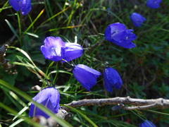 Campanula scheuchzeri