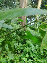 Solanum acerifolium