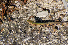 Podarcis ionicus
