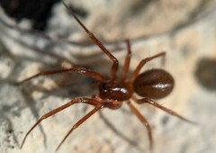 Theridiidae