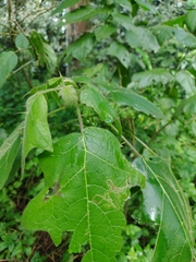 Solanum acerifolium