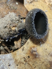Helvella corium