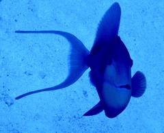 Odonus niger