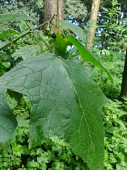 Solanum acerifolium