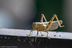 Anacridium aegyptium