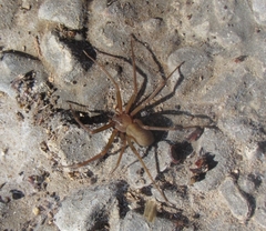 Loxosceles rufescens