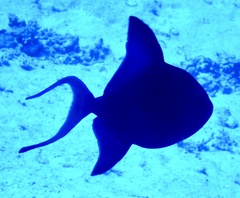 Odonus niger
