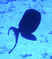 Odonus niger