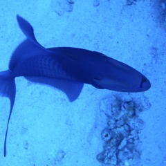 Odonus niger