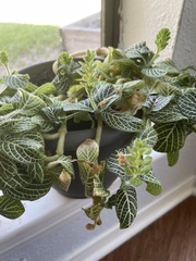 Fittonia