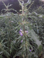 Hygrophila auriculata