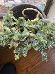 Fittonia