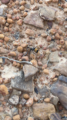 Dasymutilla bioculata