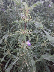 Hygrophila auriculata