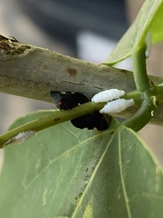 Enchenopa quadricolor