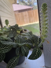 Fittonia