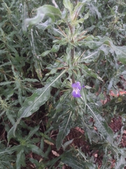 Hygrophila auriculata