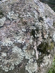 Flavoparmelia baltimorensis