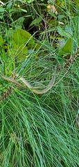Thamnophis saurita
