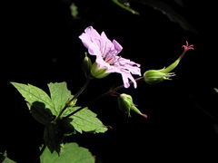 Geranium nodosum