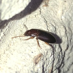 Metophonus
