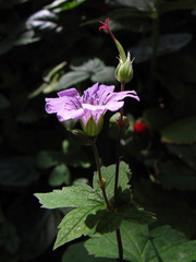Geranium nodosum