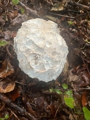 Calvatia