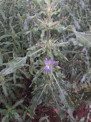 Hygrophila auriculata