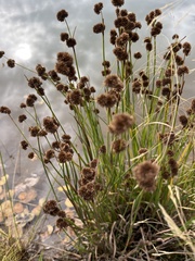 Juncus torreyi