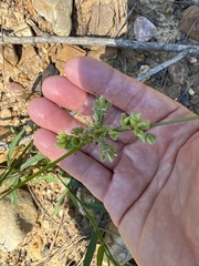 Cyperus entrerianus