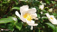 Rosa laevigata
