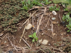 Coenonympha pamphilus
