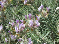 Astragalus hispanicus