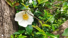 Rosa laevigata