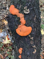 Trametes cinnabarina