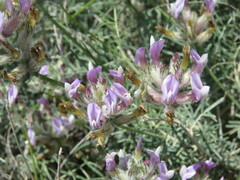 Astragalus hispanicus