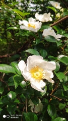 Rosa laevigata