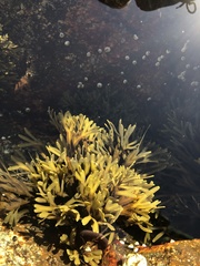 Fucus distichus