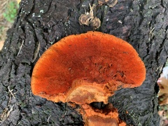 Trametes cinnabarina