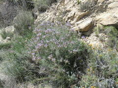Astragalus hispanicus